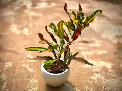 קודן מגוון מסולסל – עלים גלים בצבעים משתנים