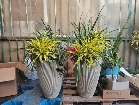 קודן צר עלים מנוקד קרוטון צהוב ירוק לבית