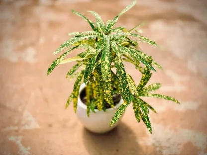 קודן מגוון צר עלים – יופי מנוקד בצבעי ירוק וזהב