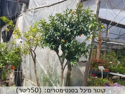 קומקווט 50 ליטר תפוז סיני