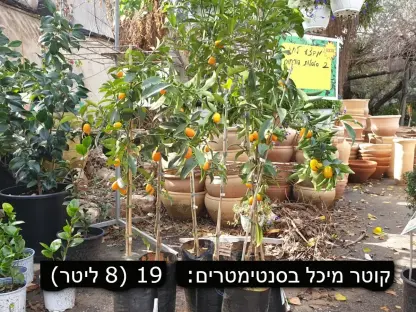 קומקווט 8 ליטר תפוז סיני