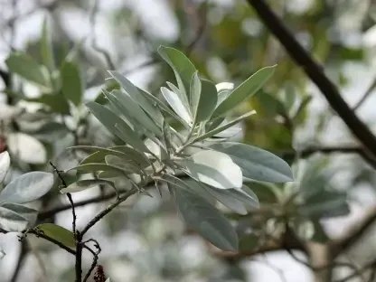 עלים כסופים מוארכים של קונוקרפוס מכסיף מקרוב