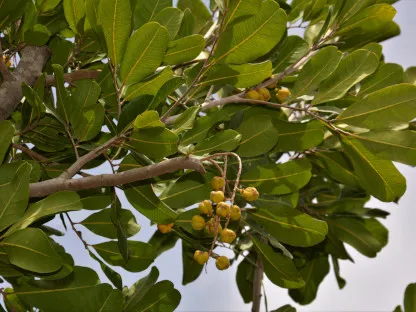 קופניון אנקרדי דמוי חרוב