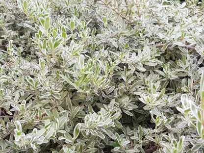 קופרוסמה קירקי 'מגוון'