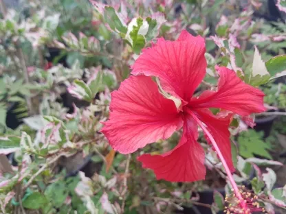 היביסקוס סיני 'קופרי'