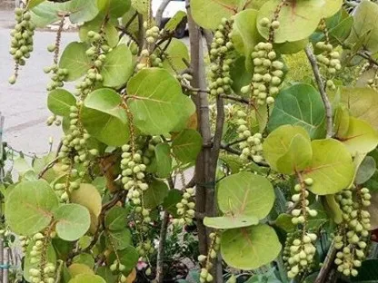 קוקולובה ענבית