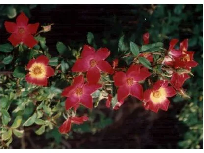ורד מטפס 'קוקטייל'