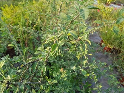 קורדיה קטנת עלים