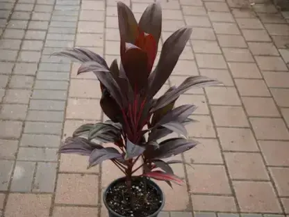 קורדילינה אמירי אטןם