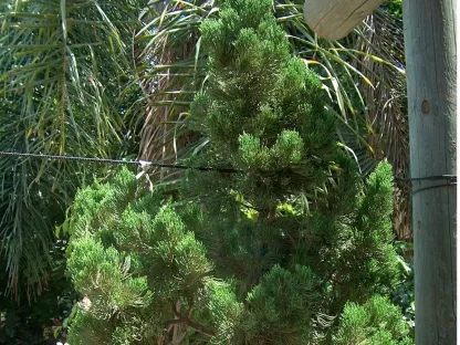 ערער סיני משונץ "קיזוקה"