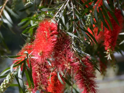 קליסטמון קינגס פארק