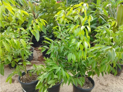 קנמון קמפורי צהוב