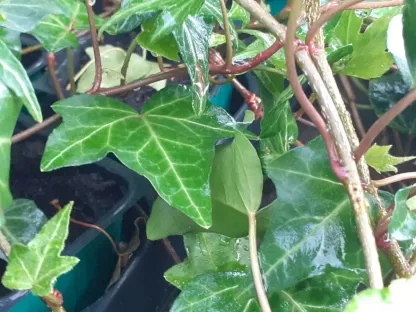 קיסוס החורש