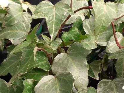 קיסוס מגוון זוחל