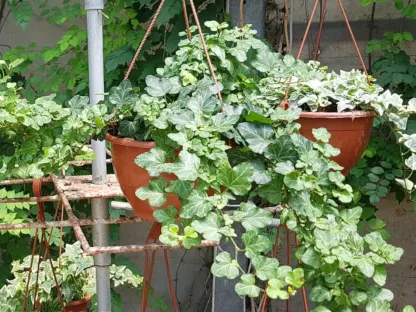 קיסוס החורש בקערה