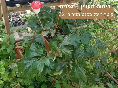 קיסוסן מעוין גפנית 220