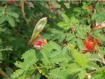 קליאנדרה קליפורנית