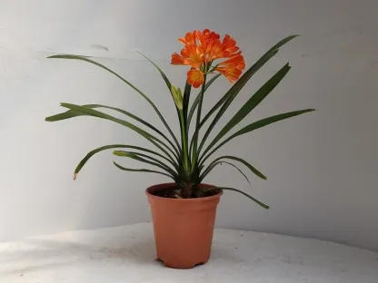 קליביה אדומה