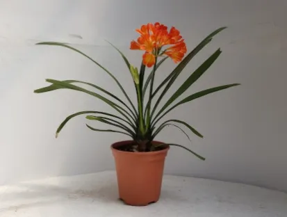 קליביה אדומה