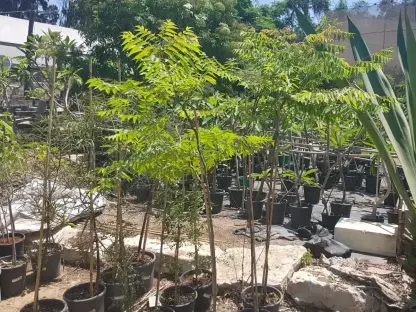 קלרויטריה דו-נוצתית