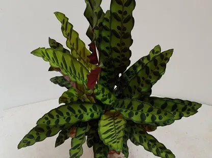 קלתיאה אינסיגניס