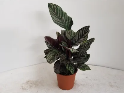 קלתיאה אורנטה