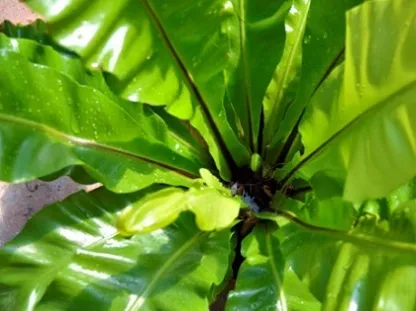 אספלניון קן הציפור