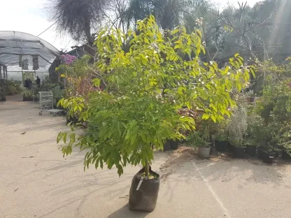 קנמון קמפורי צהוב