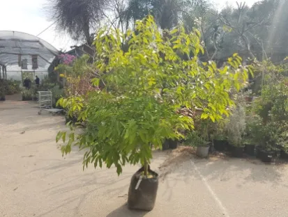 קנמון קמפורי