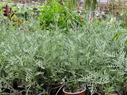 אזוביון קנרי