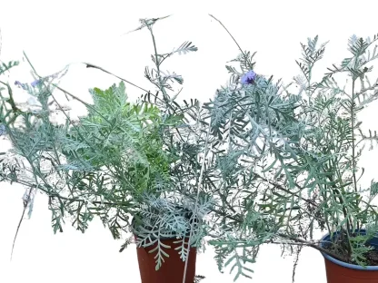 אזוביון קנרי