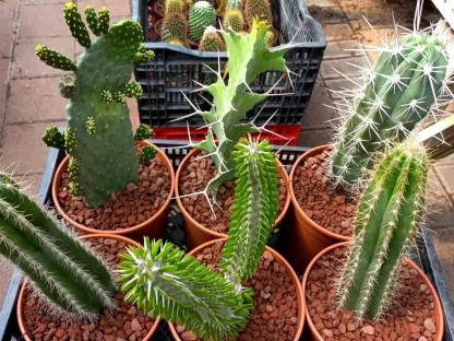 קקטוס בודד בקוטר 18 ס"מ דוגמאות