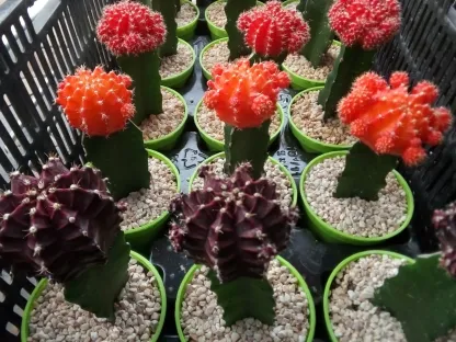 קקטוס מורכב ראש אדום, כתום או אדום