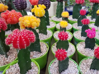 קקטוס מורכב ראש אדום, וורוד, כתום או אדום