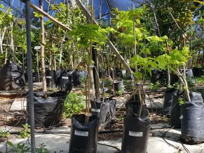 קריה (פקאן) תרבותית 'דלמאס'