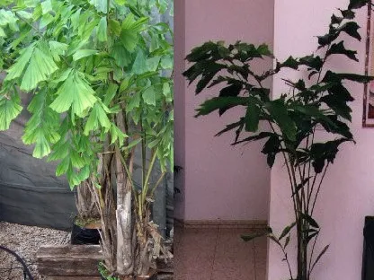 קריוטה נאה,דקל זנב הדג בבית ובמשתלה