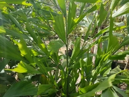 קריוטה נאה, דקל זנב הדג