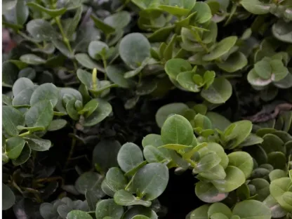 קריסה גדולת פרחים 'גרין קרפט'