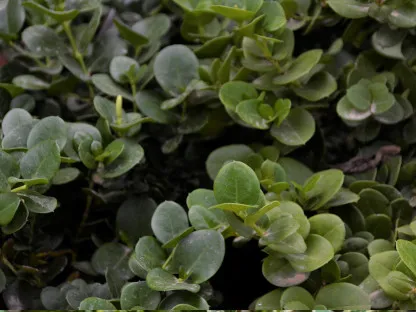 קריסה גדולת פרחים 'גרין קרפט'