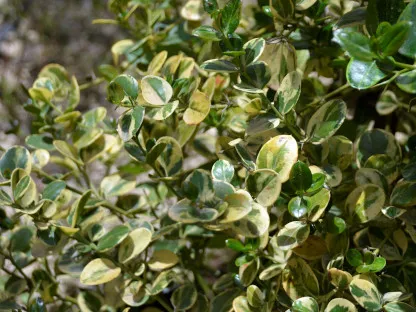 קריסה גדולת פרחים 'מגוון'