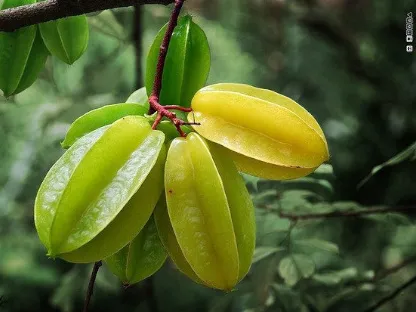 קרמבולה זהובה  'גולדן סטאר'