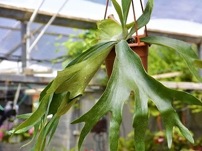 פלטיקריון דו קרנית, קרן אייל