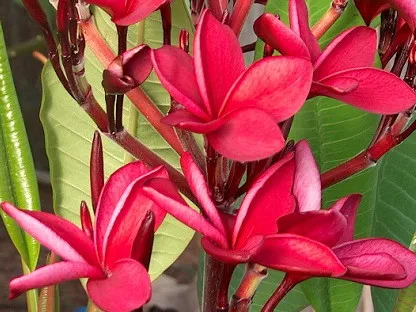 פלומריה ריחנית 'קרנברי'