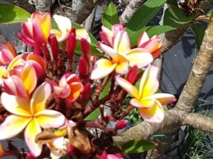 פריחה בכתום צהוב ורוד של קשת הכרמל