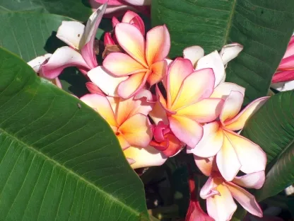 פריחה בורוד- כתום- צהוב של פלומריה קשת הכרמל