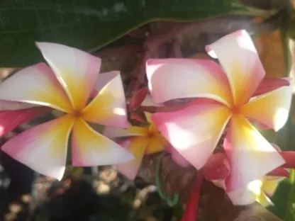 פריחת פלומרית קשת מיכאל