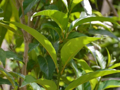 קתרוסית מרובעת