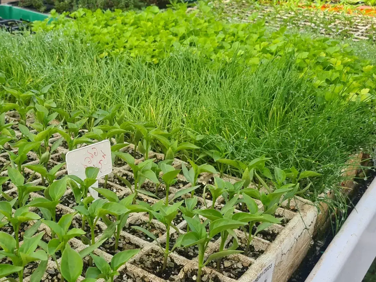 מיקס שתילוני ירקות קיץ עשיר