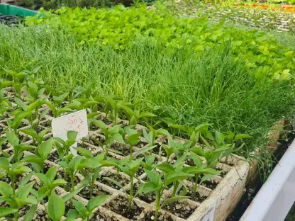 מיקס שתילוני ירקות קיץ עשיר