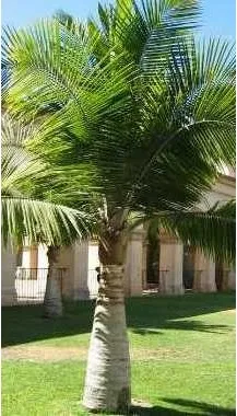 רביניאה ריבולריס